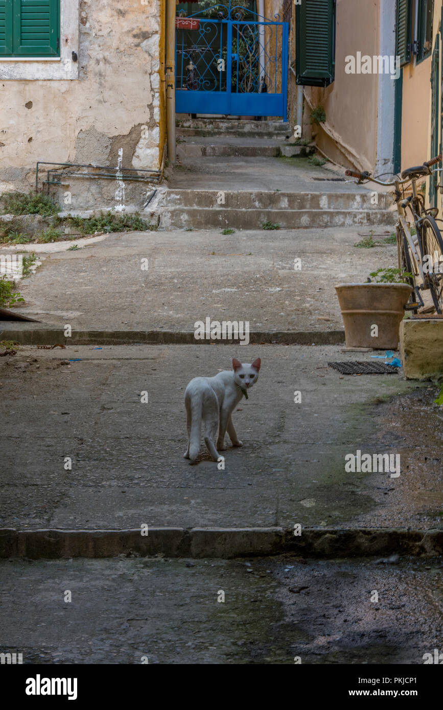 Un disperso o taverna cat in un vicoletto guardando indietro oltre che della spalla in Corfu, Corfù, Grecia. Foto Stock