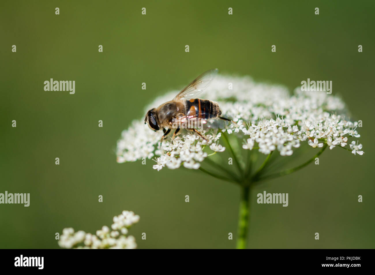Api mellifere in close-up, raccogliendo il nettare da un fiore Foto Stock