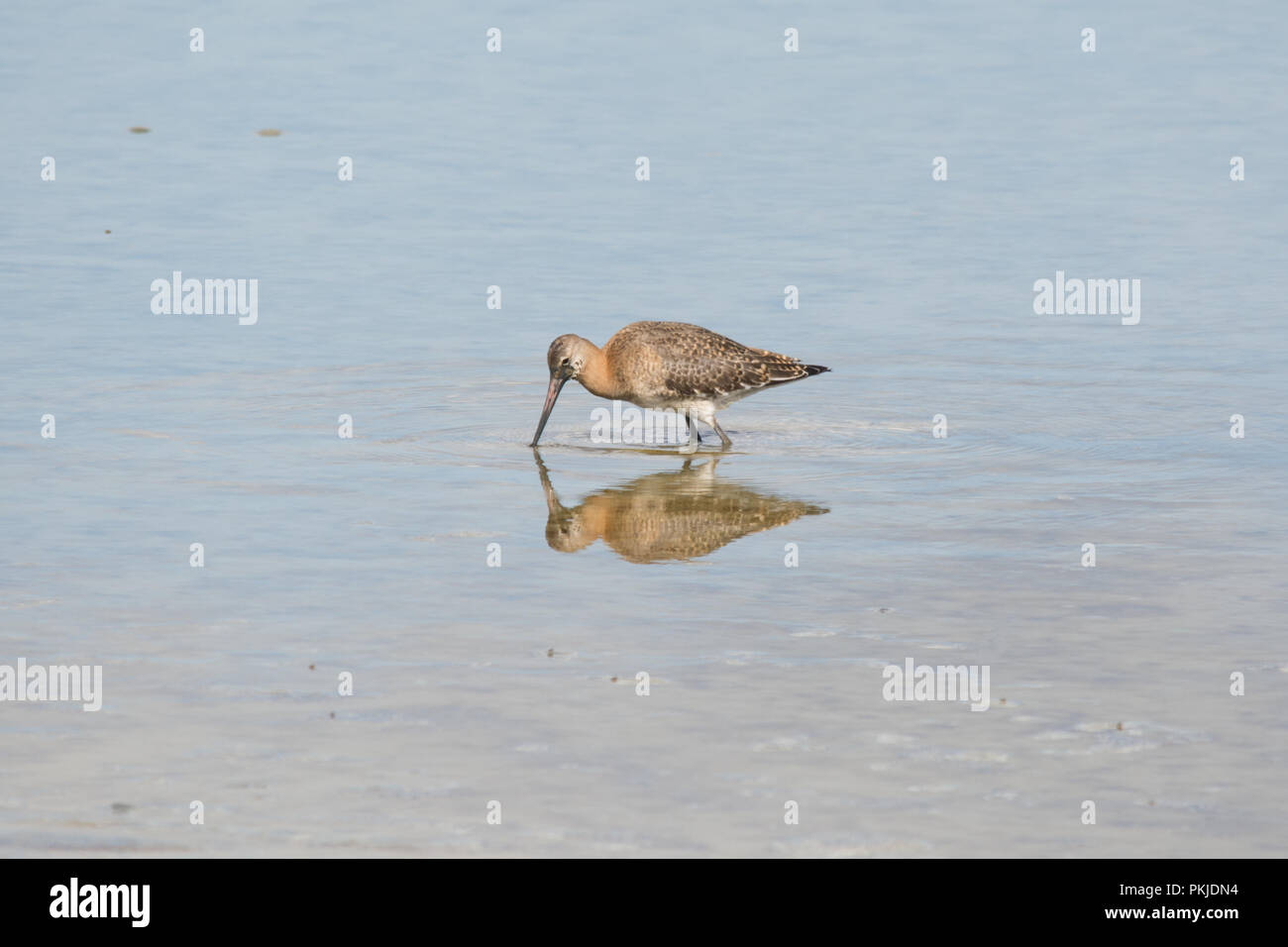 Nero-tailed godwit (Limosa limosa) guadare in acque poco profonde a caccia a Titchfield Haven Riserva Naturale Nazionale, REGNO UNITO Foto Stock