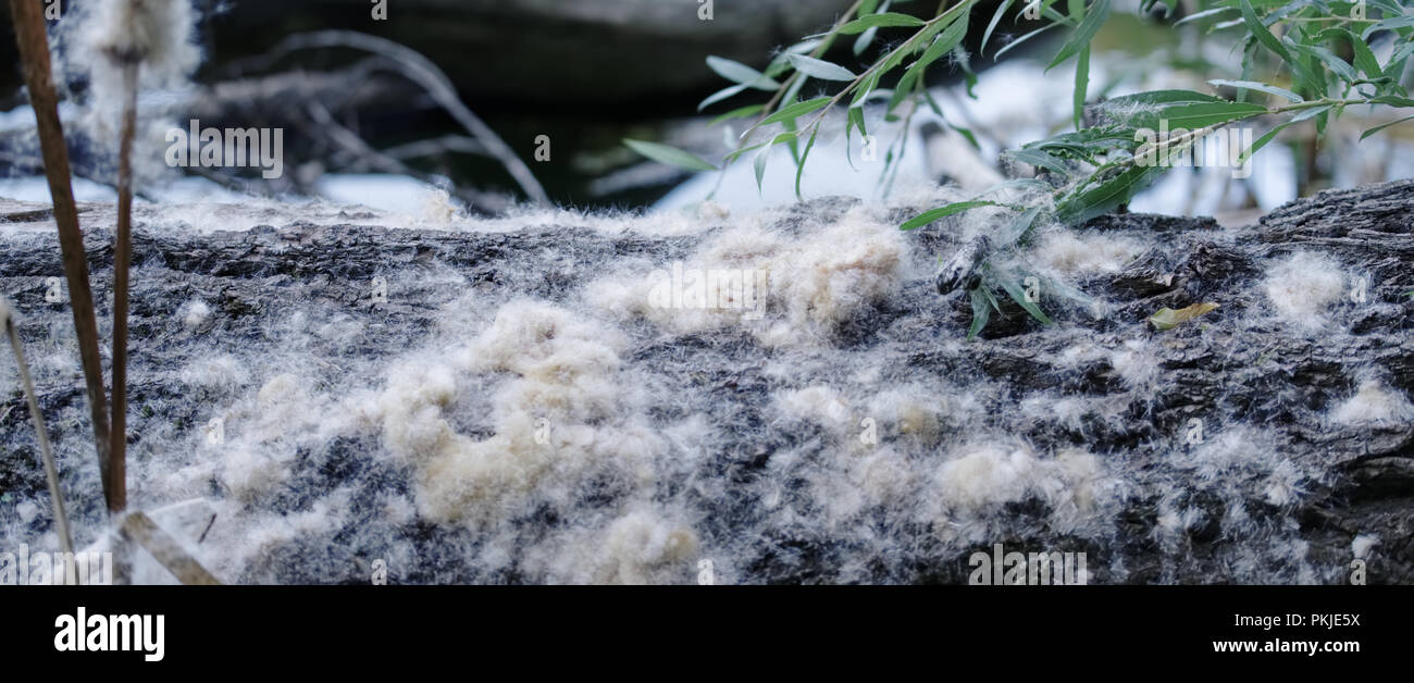 Morbide fibre di semi di pioppo bianco si accumulano sul terreno in un bosco di pianura alluvionale a Rusovce, Bratislava, Slovacchia Foto Stock