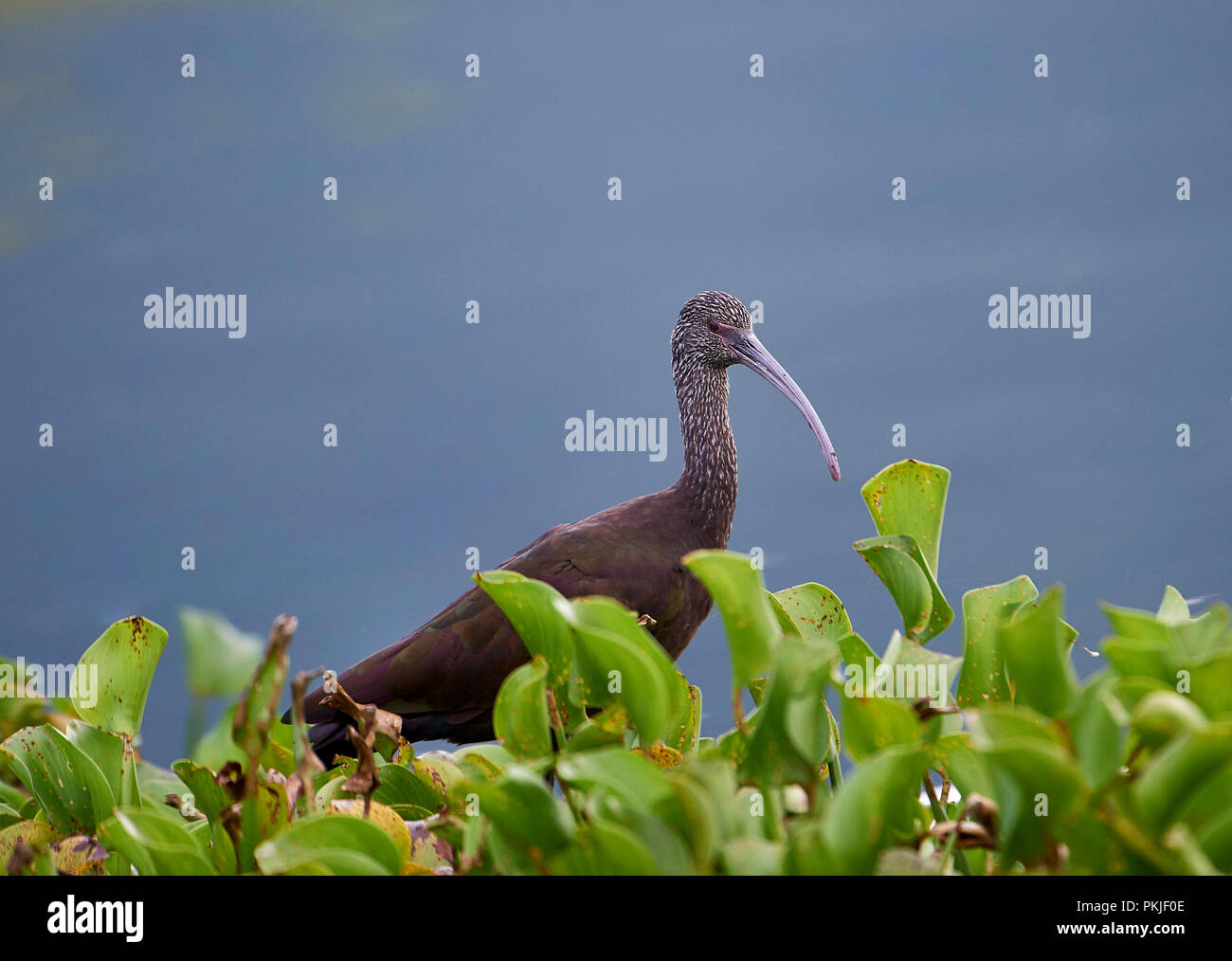Di fronte bianco-Ibis (Plegadis chihi) in non-allevamento piumaggio, rovistando in acqua giacinti lungo il bordo del lago Chapala, Jocotopec, Jalisco, Messico Foto Stock