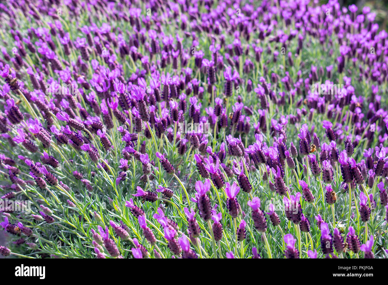 Hidcote blu Campo di lavanda Foto Stock