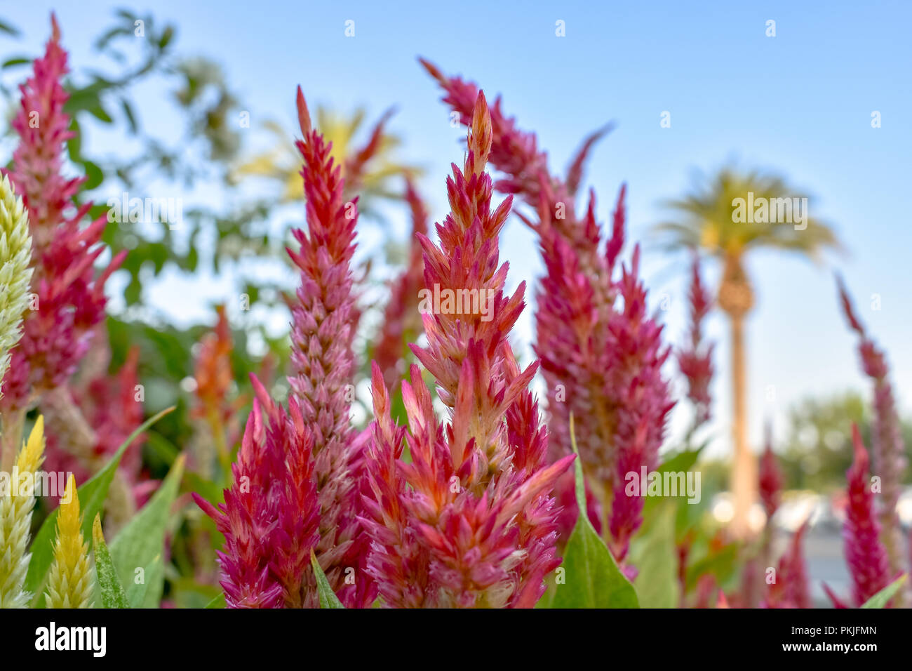 Rosso lungo e fiori ondulati e sfocata Palme Foto Stock