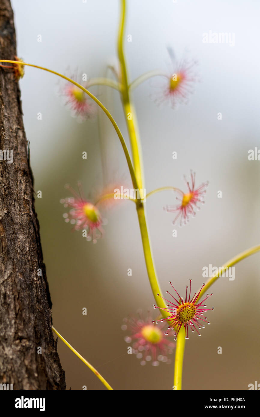 Drosera peltata Sundew Pemberton Foto Stock