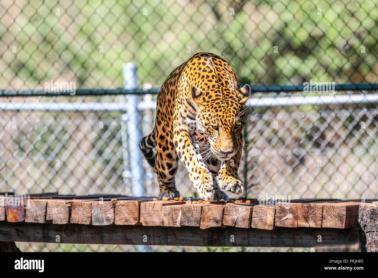 Jaguar in cattività, zoo. Felina, di mammifero, il gatto selvatico, carnivoro, predator, animale, cat Foto Stock