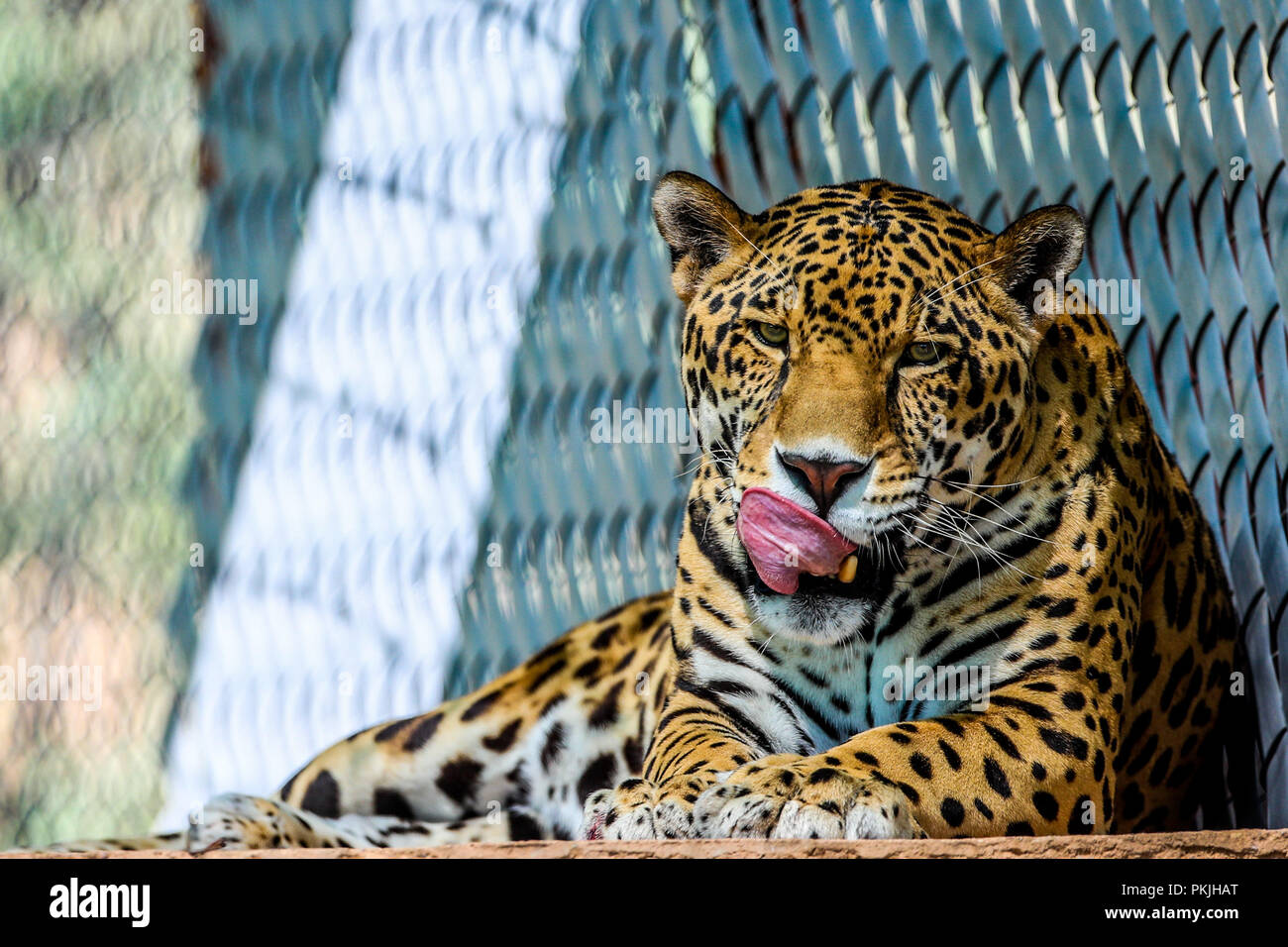 Jaguar in cattività, zoo. Felina, di mammifero, il gatto selvatico, carnivoro, predator, animale, cat Foto Stock