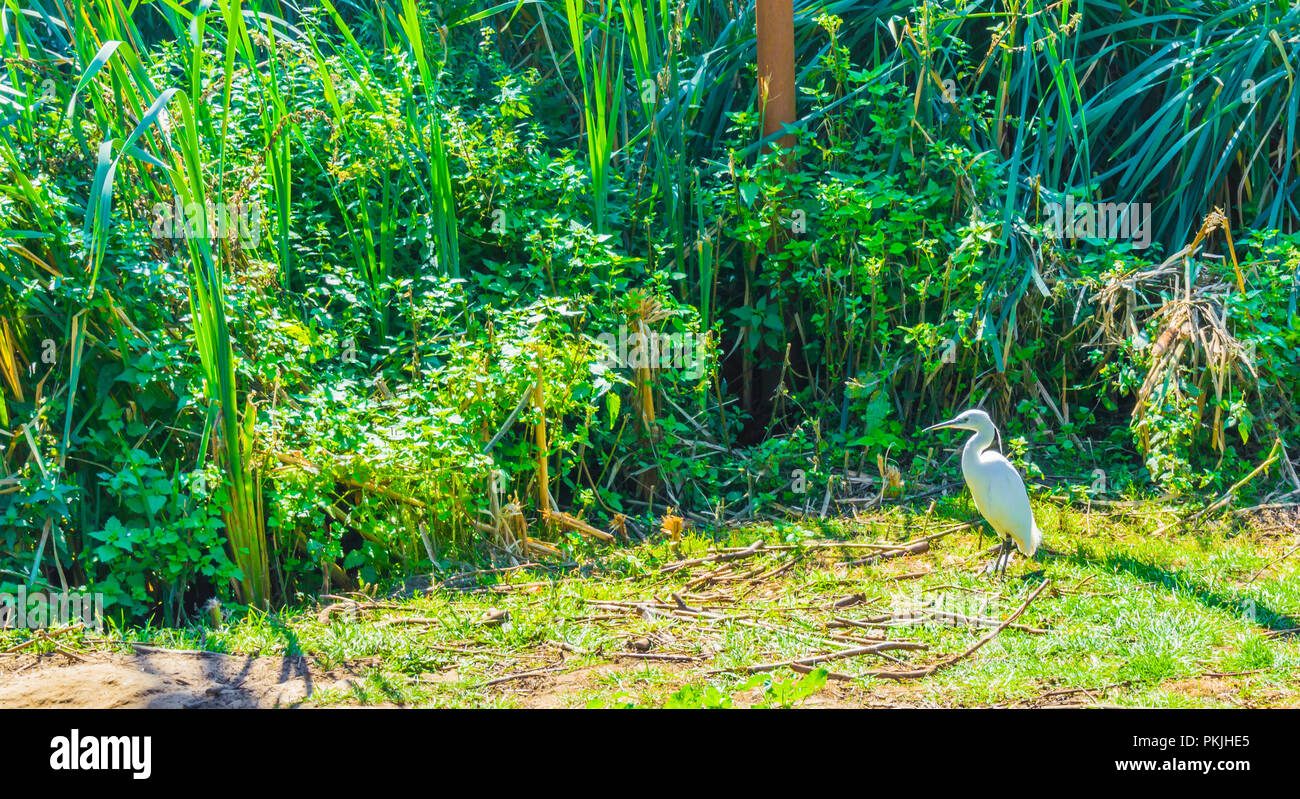 Luminose colorate di bianco piccolo airone di uccello in una foresta verde scena di paesaggio Foto Stock