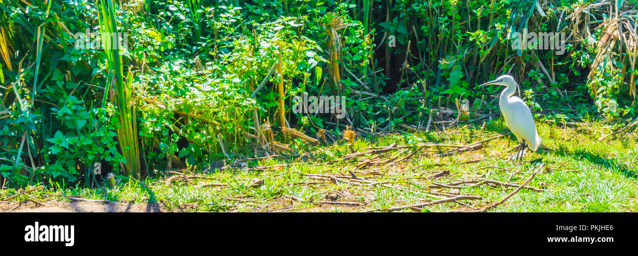 Piccola e luminosa colorata di bianco heron uccello in una foresta verde parco paesaggio paesaggio Foto Stock