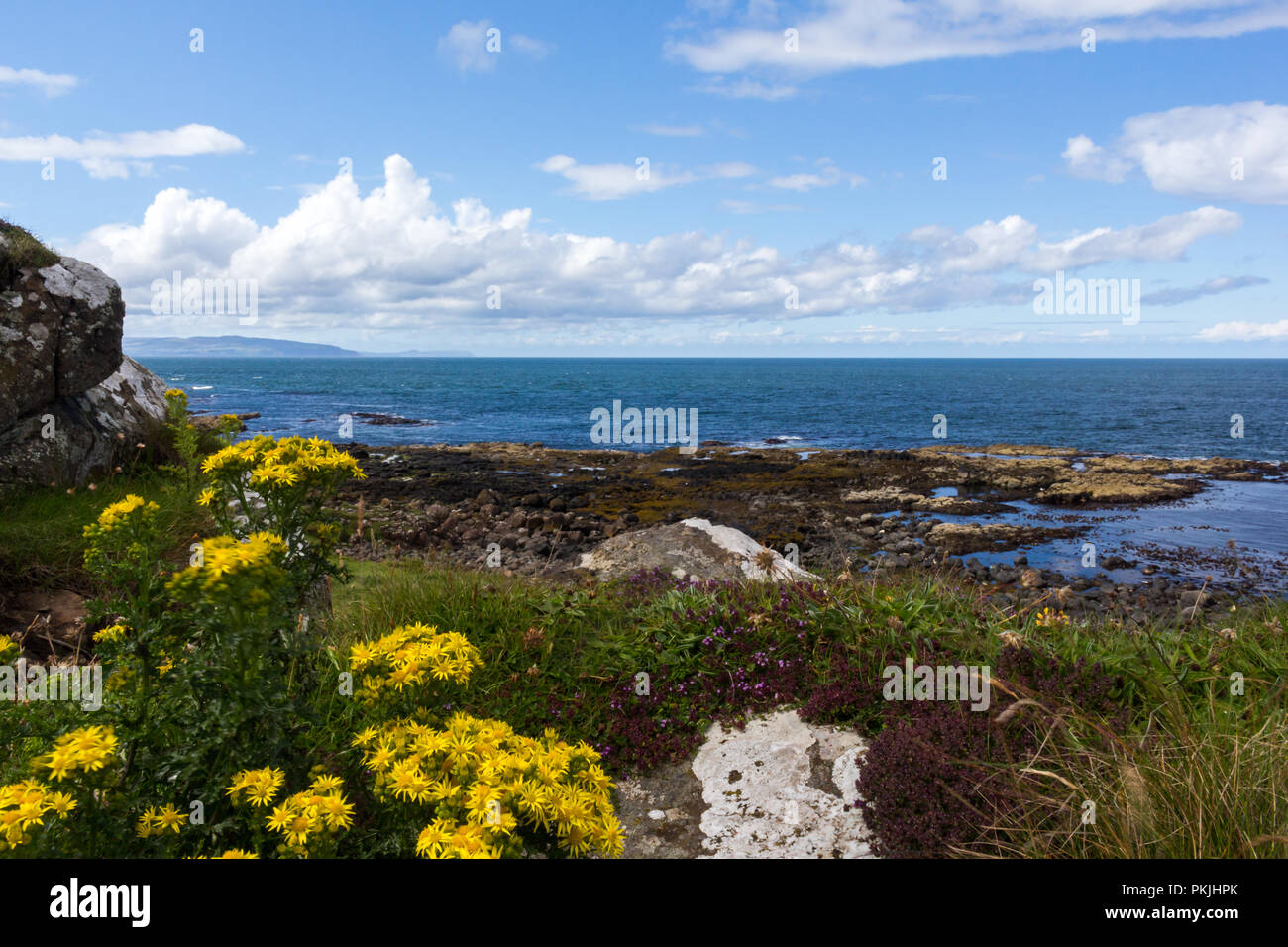 Atlantico del Nord vista oceano con colore giallo brillante fiori in primo piano. Portstewart, N.Irlanda. Foto Stock