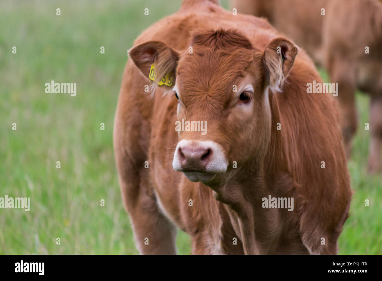 Close up di un giovane vitello marrone Foto Stock