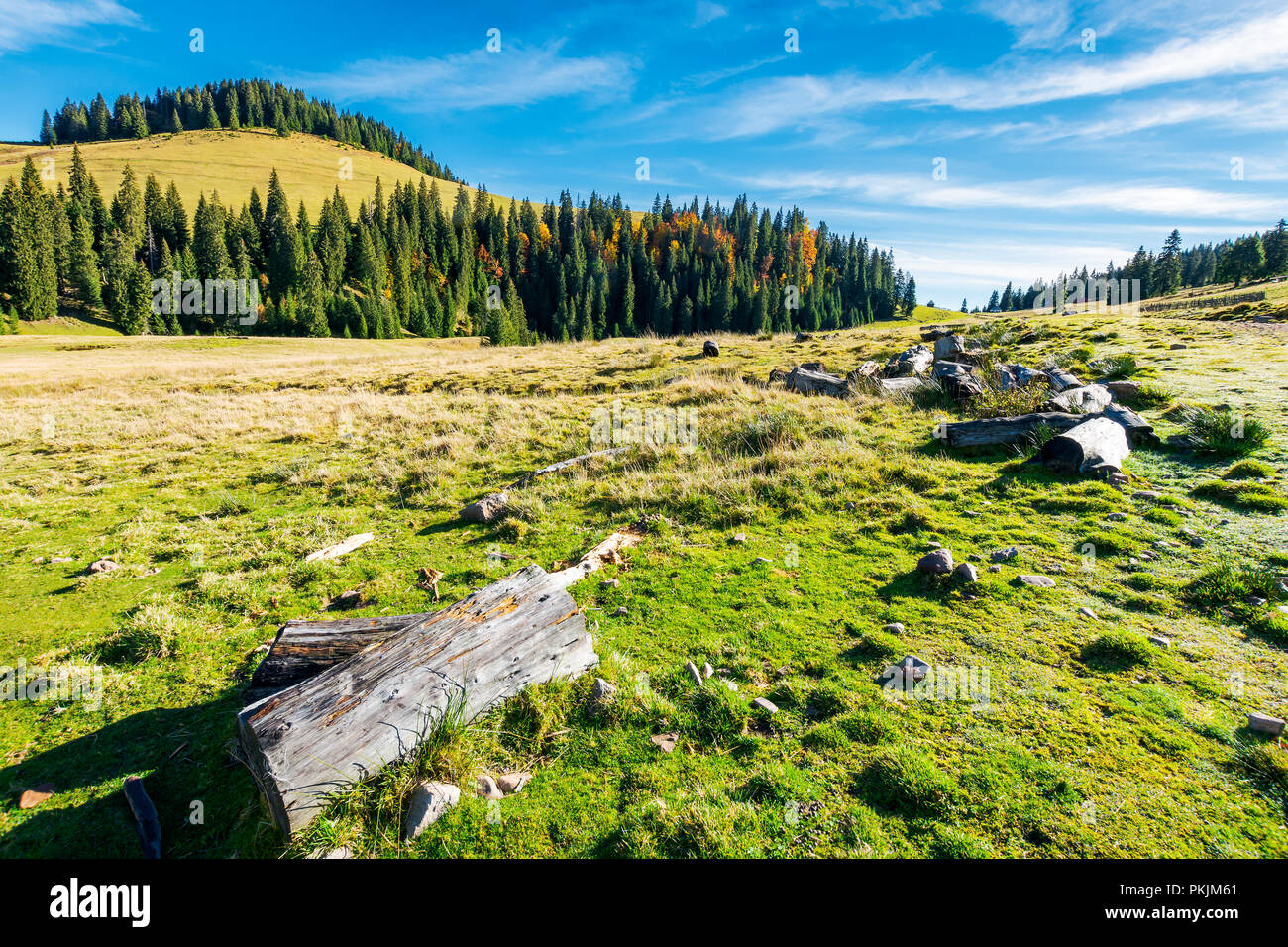 Log su di una collina erbosa nel Parco Naturale Apuseni. foreste di abete rosso nella distanza. bellissimo paesaggio autunnale della Romania. meraviglioso clima caldo con beauti Foto Stock