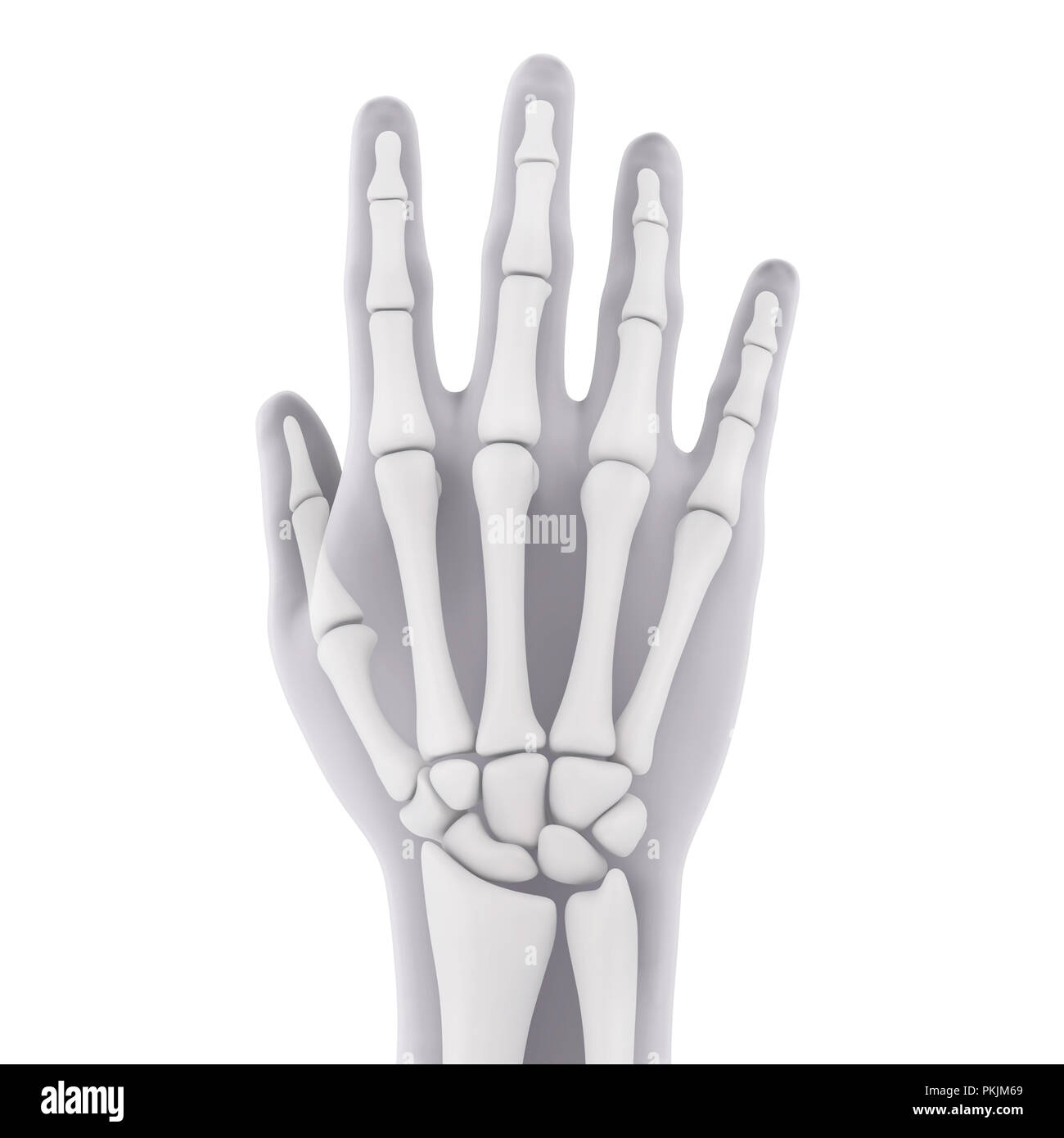 Mano umana anatomia illustrazione Foto Stock