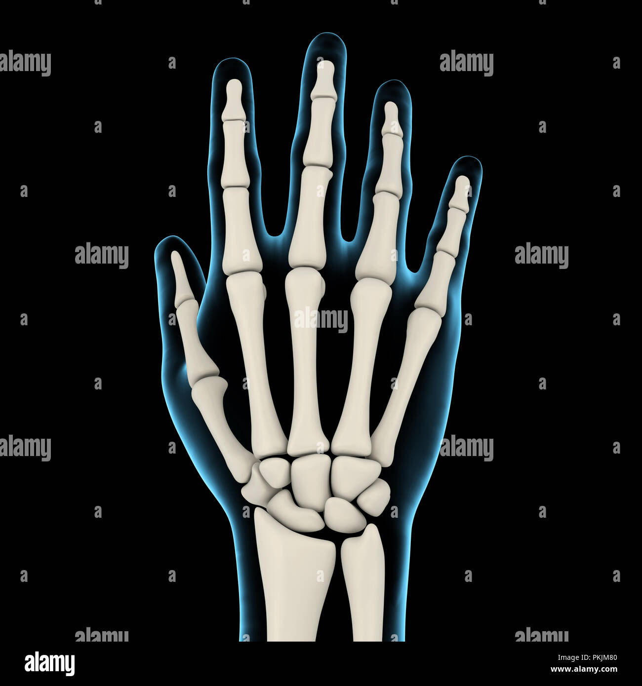 Mano umana anatomia illustrazione Foto Stock