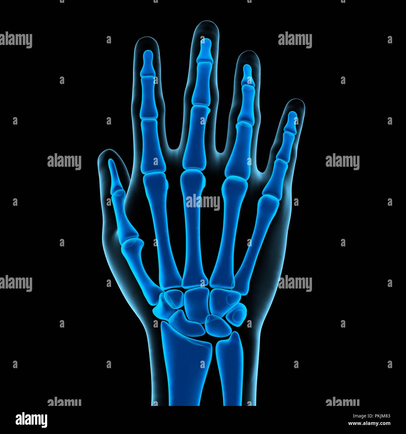 Mano umana anatomia illustrazione Foto Stock