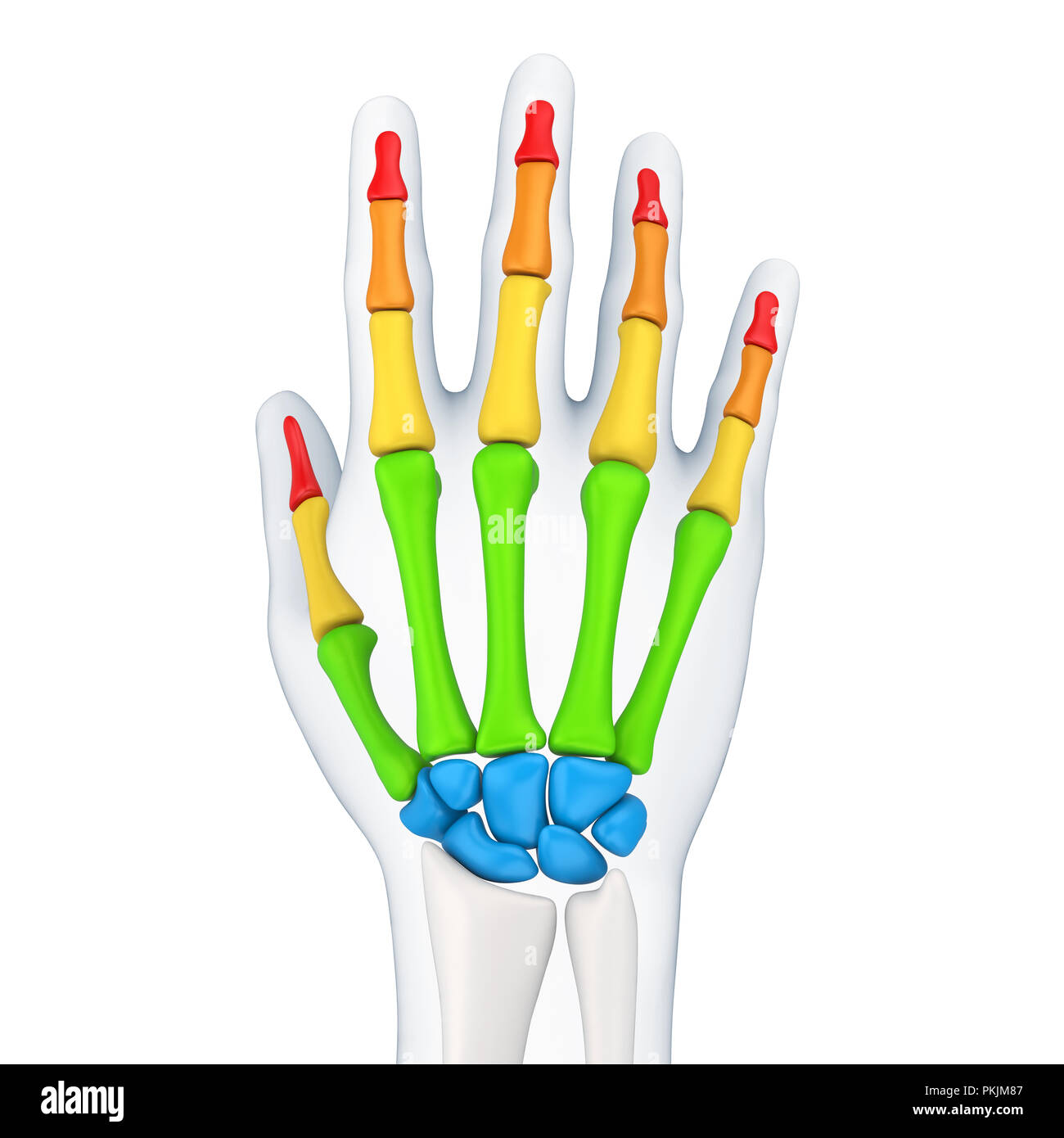 Mano umana anatomia illustrazione Foto Stock