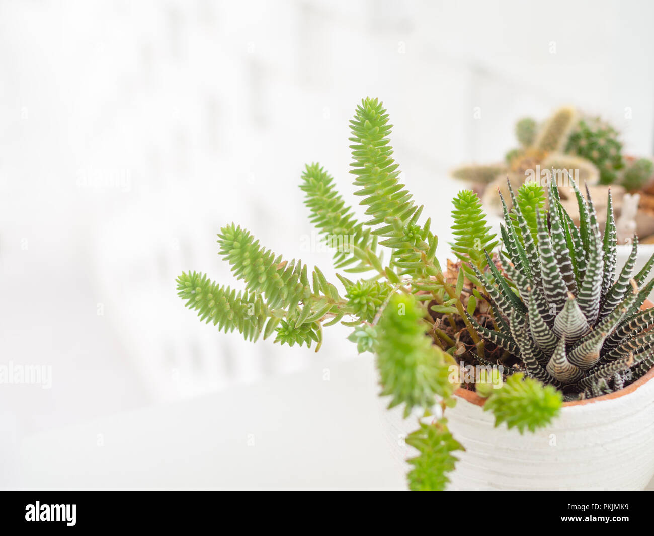 Le piante succulente o cactus in vaso bianco isolato su sfondo bianco con copia spazio. Cactus concetto di decorazione. Foto Stock