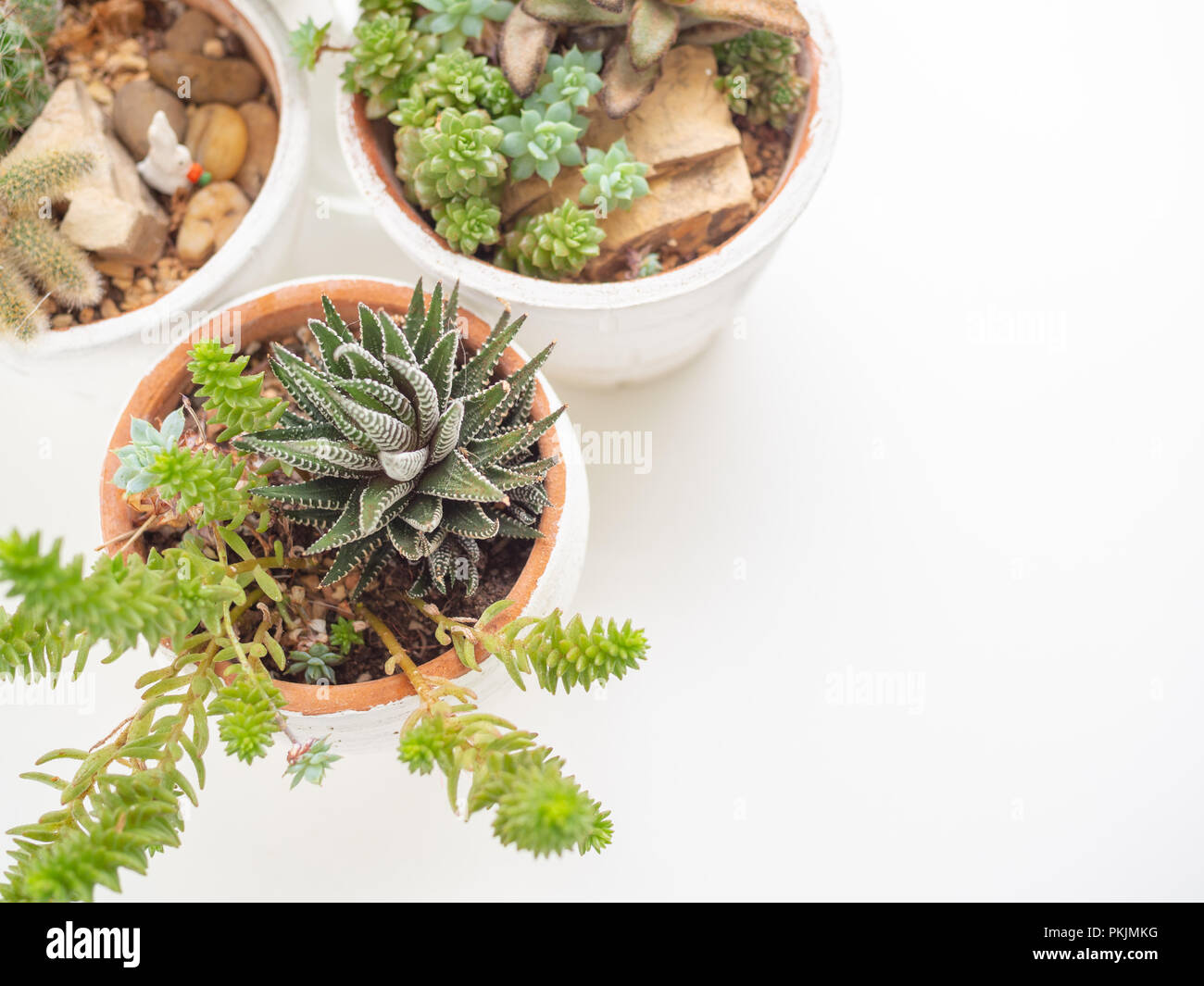 Le piante succulente o cactus in vaso bianco isolato su bianco e pulire lo sfondo con copia spazio sulla vista dall'alto. Cactus il minimo concetto di decorazione. Foto Stock