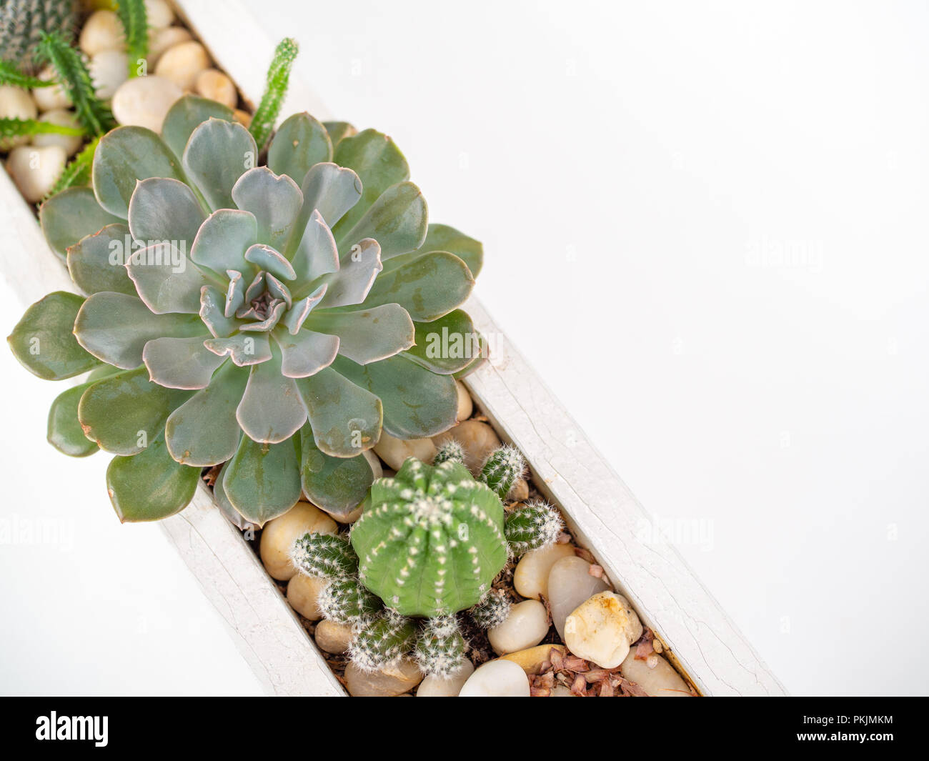 Appartamento gettare le piante succulente o cactus e ghiaie in lungo bianco vaso di legno isolato su bianco e pulire lo sfondo con copia spazio. Cactus decora minima Foto Stock