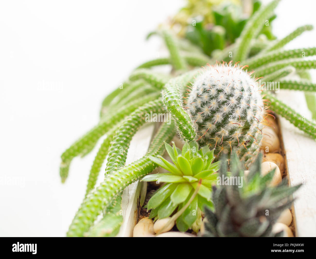 Le piante succulente o cactus nel lungo bianco vaso di legno isolato su bianco e pulire lo sfondo con copia spazio. Cactus concetto di decorazione. Foto Stock