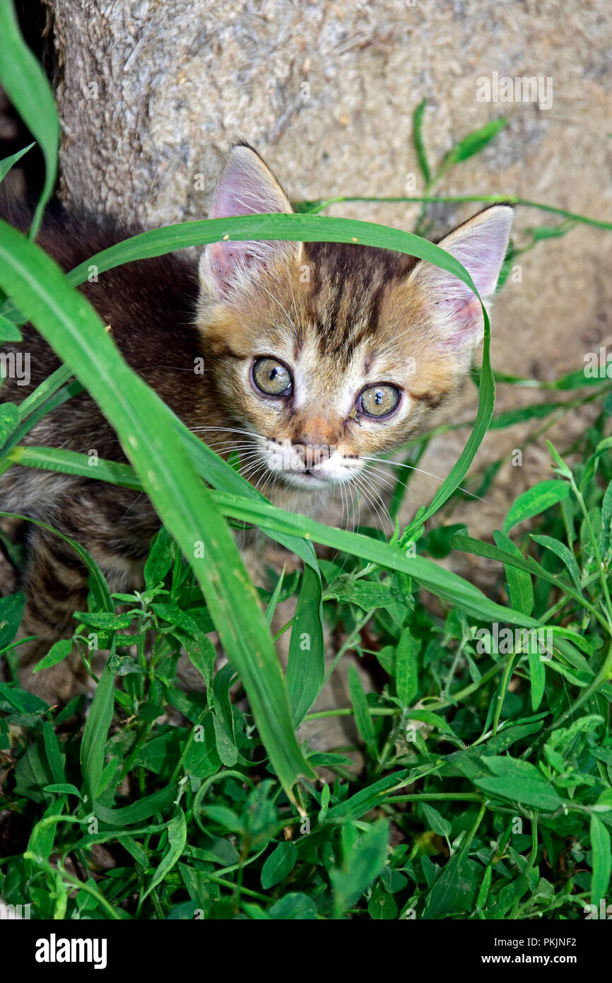 Ritratto di un grigio, striped tabby gattino che spuntavano da erba verde e occultamento di erbaccia Foto Stock