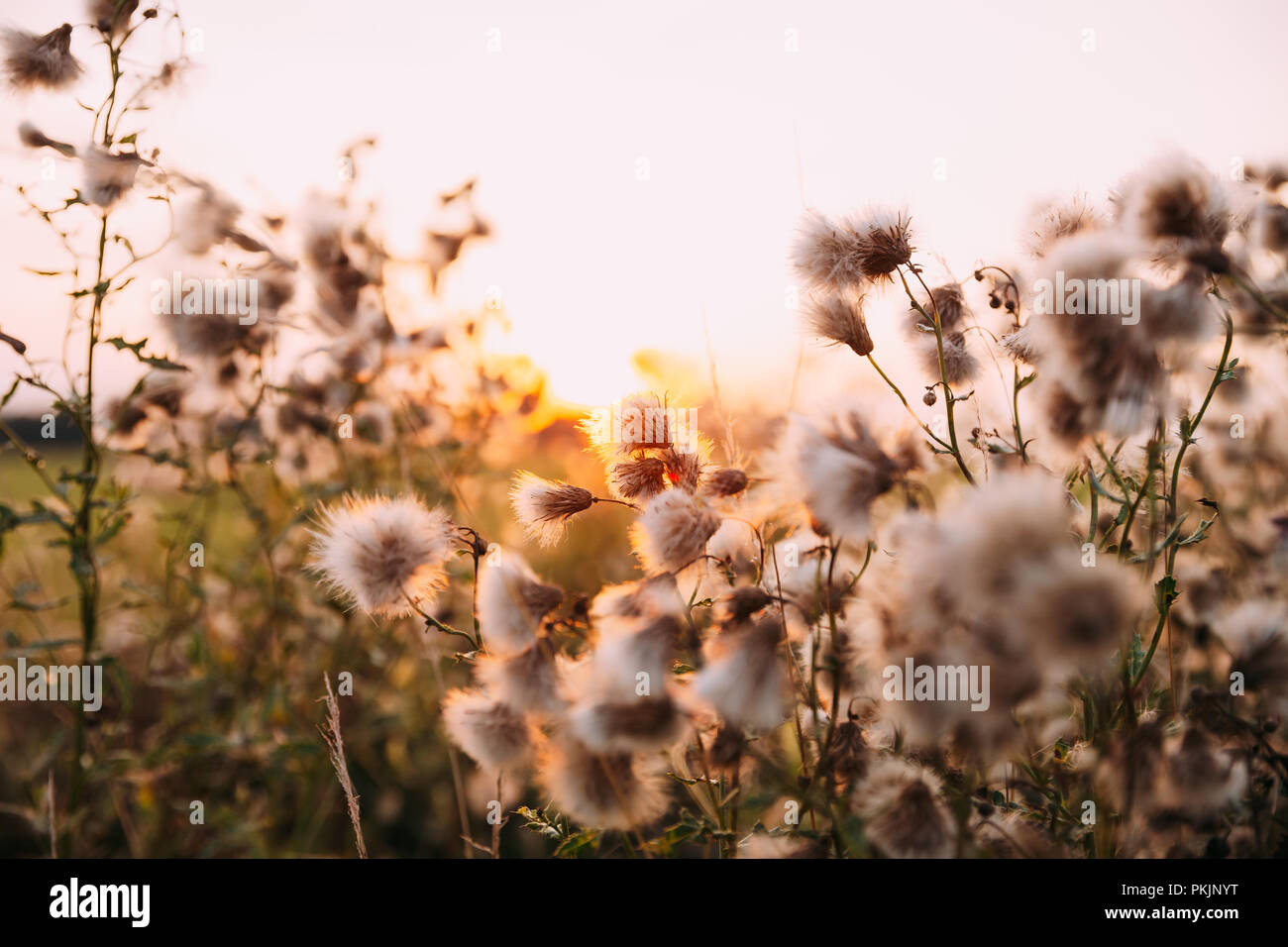 Sunshine attraverso Fluffy Carduus piante fiorite durante l'estate l'orario del tramonto. Le piante sono nativi di Eurasia e Africa. Foto Stock