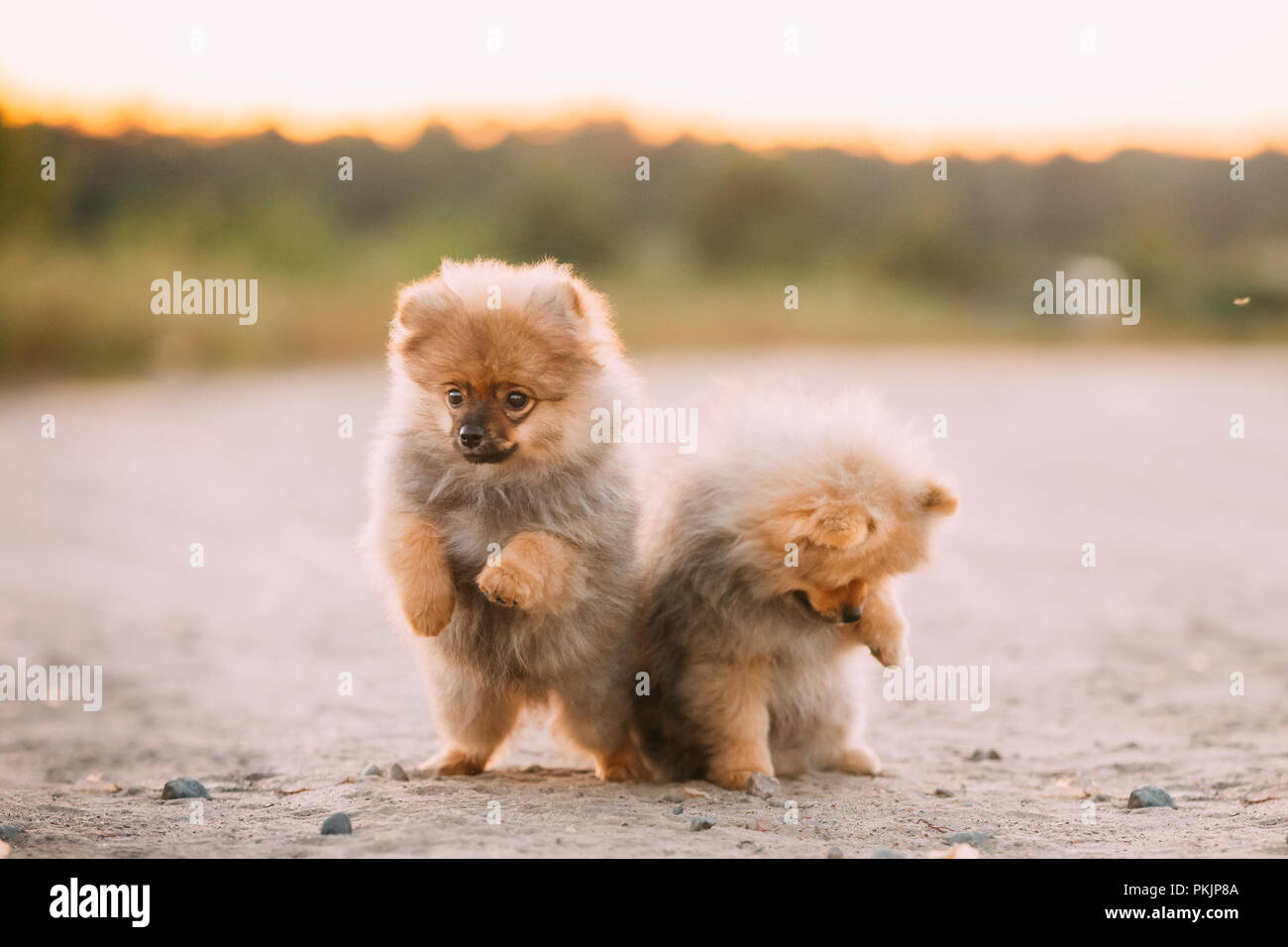 Due Giovani Felici Giocoso Cuccioli Di Pomerania Spitz Cane Giocare Insieme All Aperto A Sandy Strada Di Campagna Foto Stock Alamy