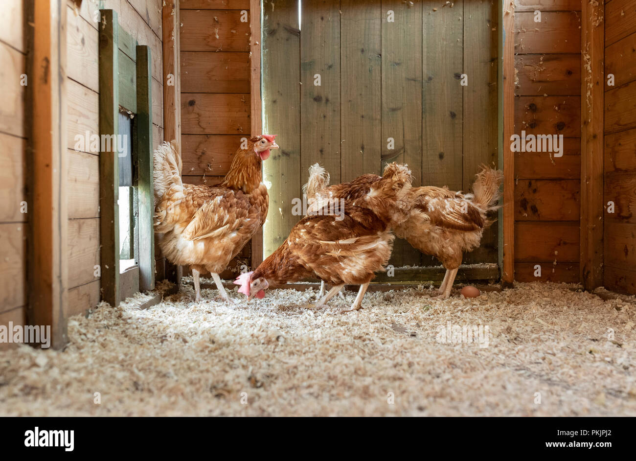 Ritirato le galline allevate in batteria nella loro nuova gamma gratuita gallina casa in Galles. Foto Stock