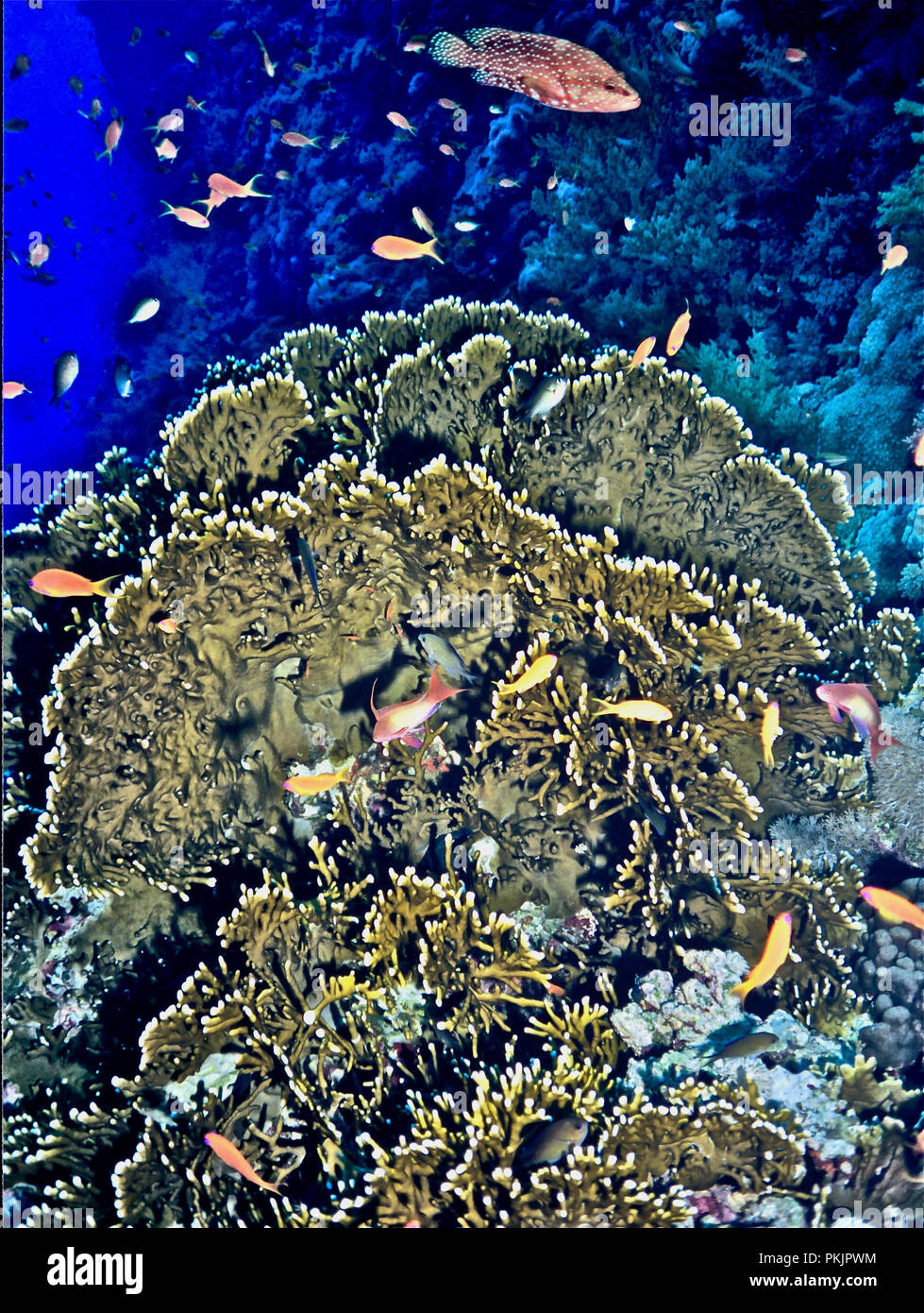 Ampie piastre del corallo di fuoco (Millepora dichotoma) con jewel fairy basslet (Pseudanthias squamipinnis) e - nella parte superiore della foto - un corallo raggruppatore (Cephalopholis miniata: 20 cm.). Il nome comune del corallo di fuoco è fuorviante, in quanto la specie non è un vero coral ma piuttosto è correlato a idrozoi. Tuttavia, la parola "fuoco" è apt. La colonia ha molte migliaia di piccoli peli che sporgono dalla sua superficie, sulla quale ci sono numerose le nematocisti, che iniettare tossine nella pelle se uno tocca l'organismo. Questo provoca un grave dolore bruciante che può durare per giorni. Mar Rosso egiziano Foto Stock