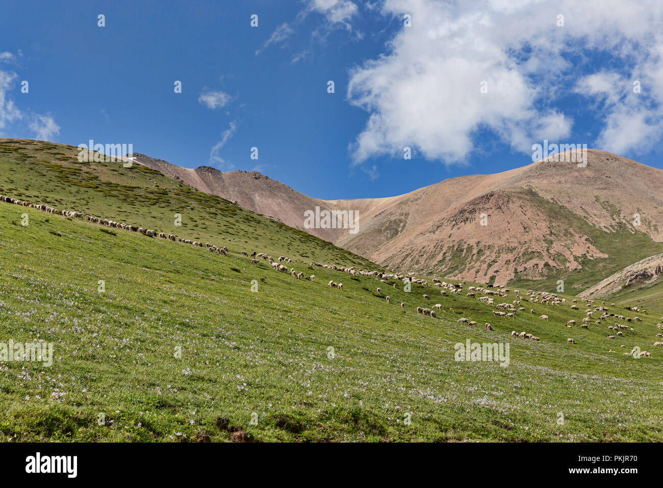 Pecore pascolano sul versante alta Valle Jyrgalan, Loop Keskenkyia trek, Jyrgalan, Kirghizistan Foto Stock