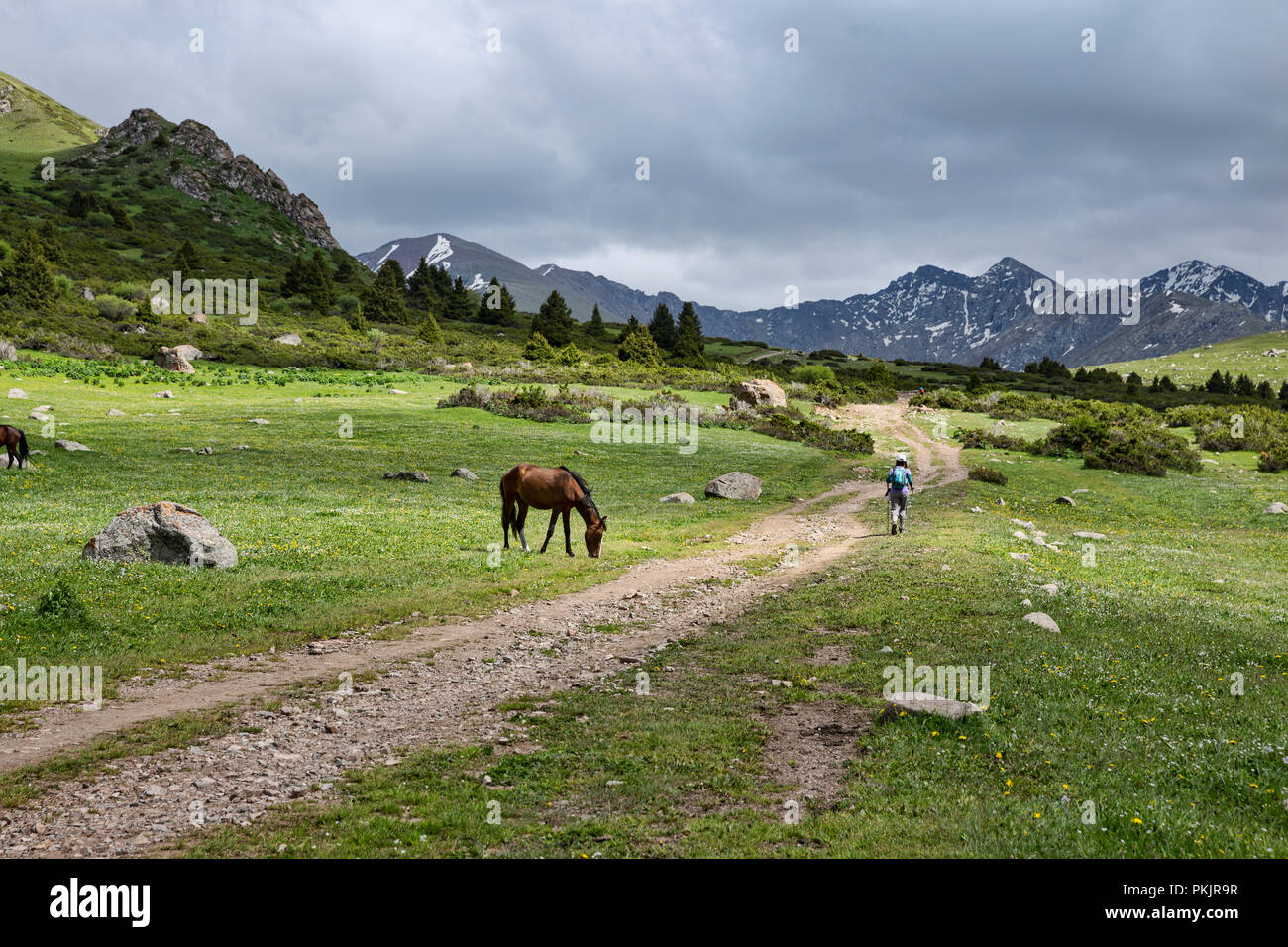 Trekker passeggiate a cavallo del passato, Loop Keskenkyia trek, Jyrgalan, Kirghizistan Foto Stock