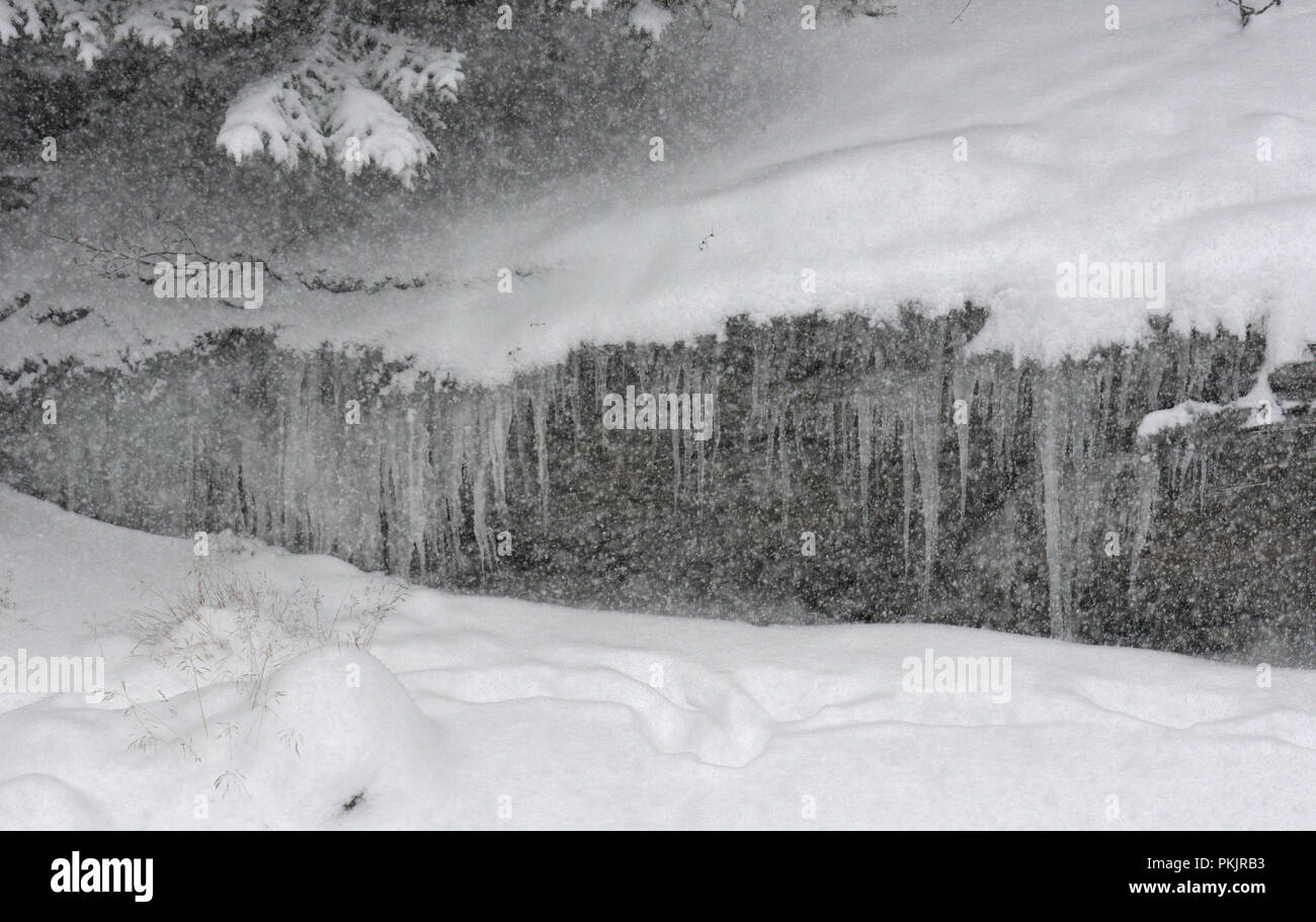 Nevicata. Il Parco Nazionale del Gran Paradiso Foto Stock