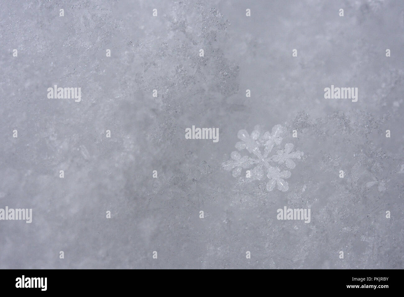 Il simbolo del fiocco di neve. Il Parco Nazionale del Gran Paradiso Foto Stock