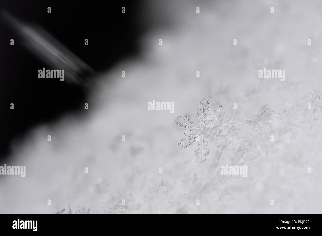 Il simbolo del fiocco di neve. Il Parco Nazionale del Gran Paradiso Foto Stock