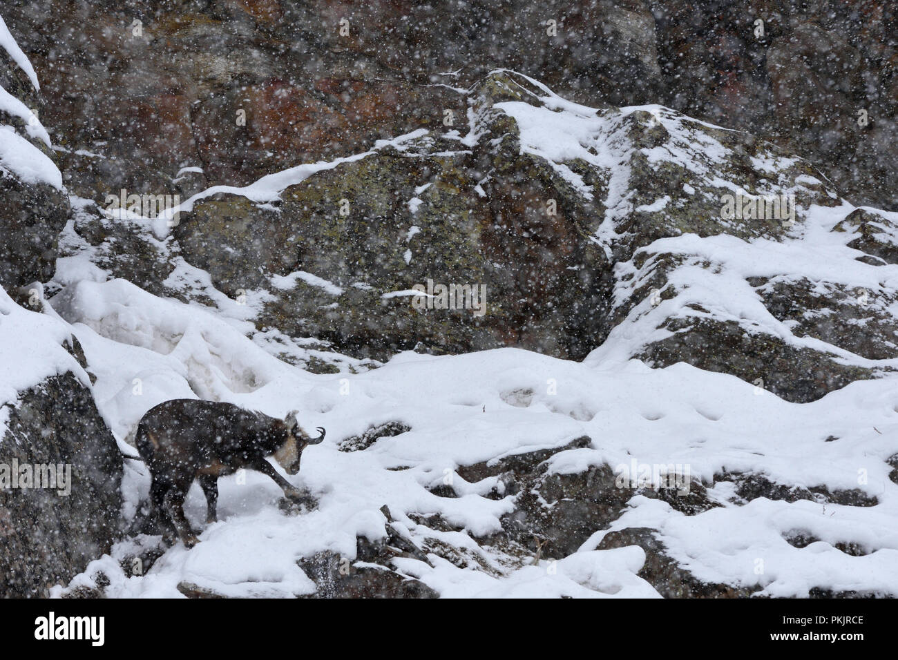 Il camoscio Rupicapra rupicapra sulla neve. Il Parco Nazionale del Gran Paradiso Foto Stock