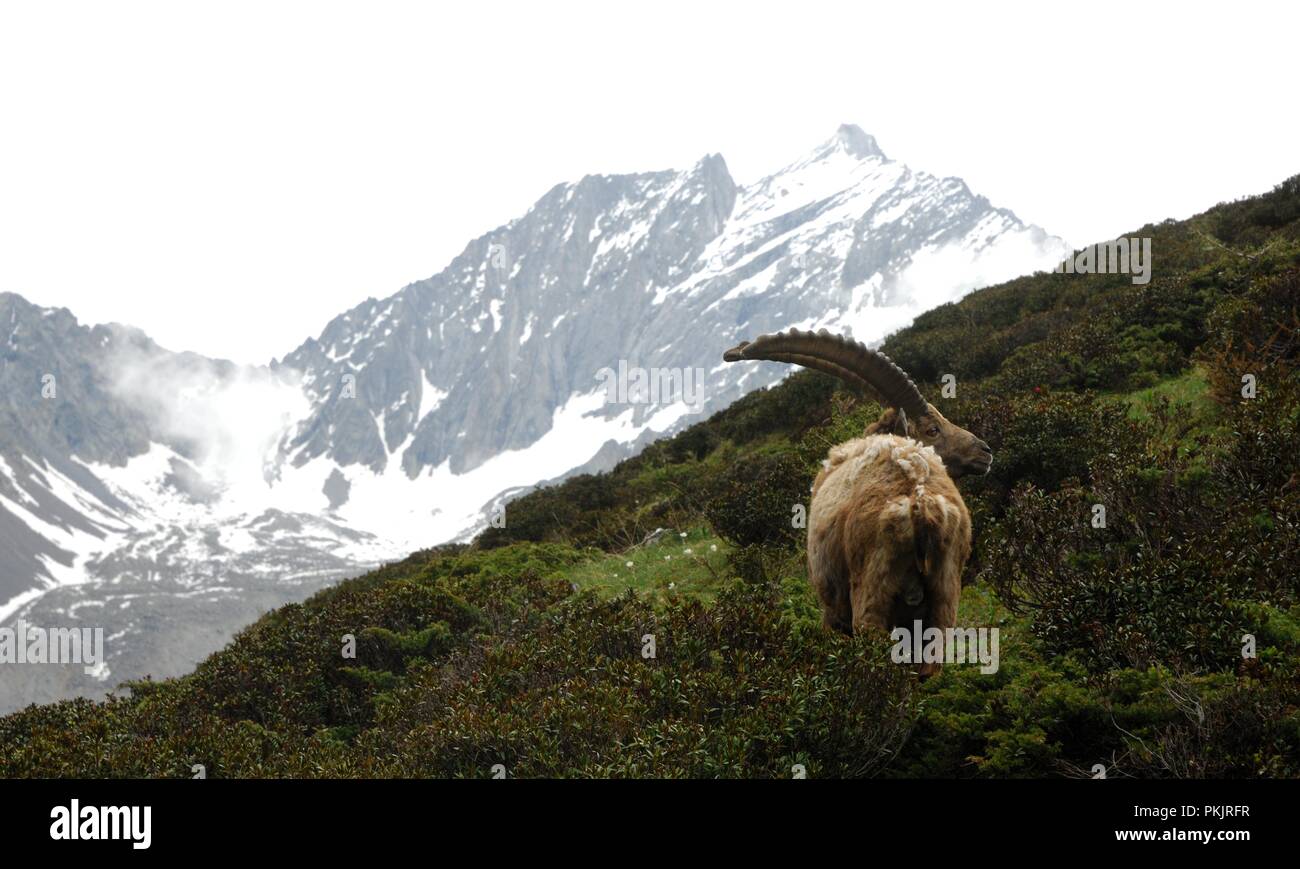 Un maschio di stambecco (Capra ibex) e il Gran Paradiso massiccio del ghiacciaio, il Parco Nazionale del Gran Paradiso Foto Stock