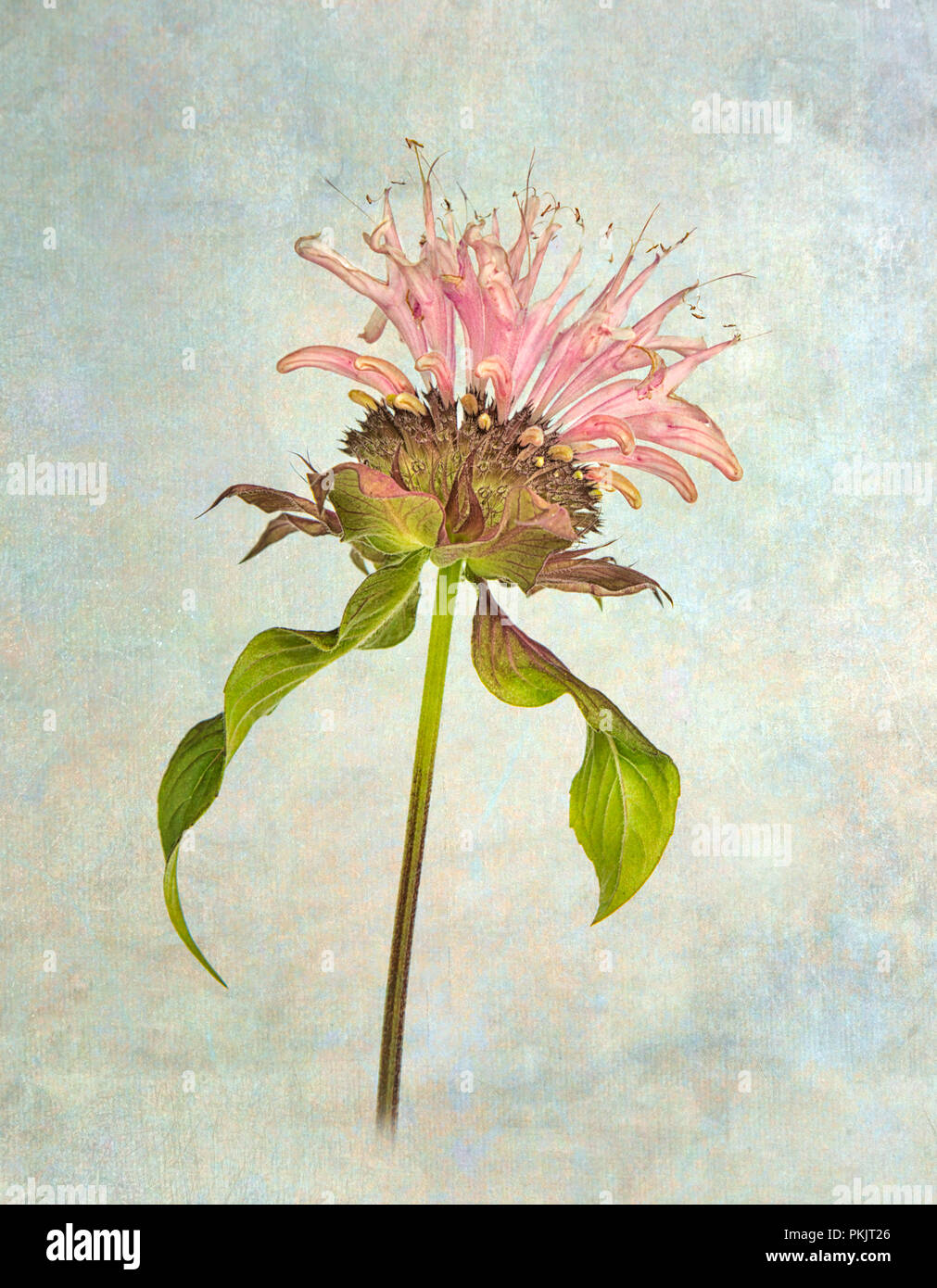 Monarda didyma fiore Foto Stock