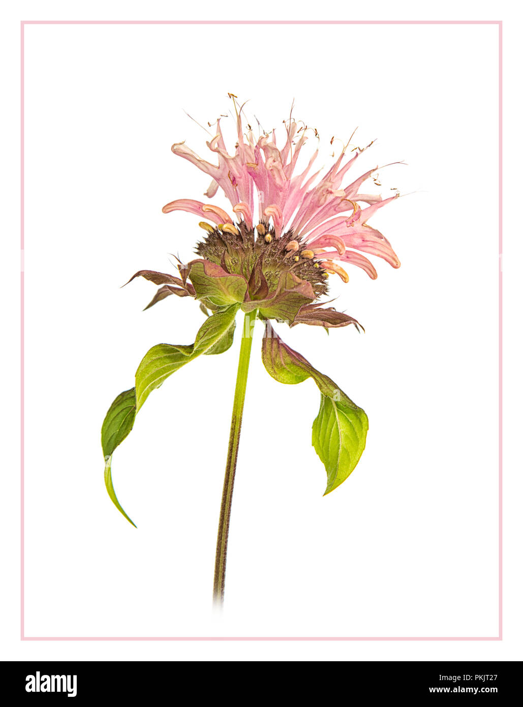 Monarda didyma fiore Foto Stock