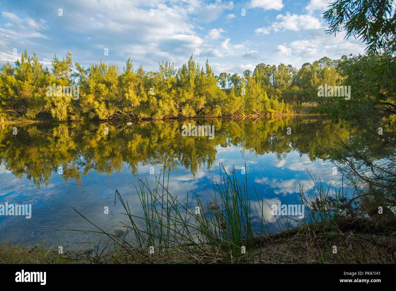 Paesaggio australiano con la foresta e il cielo blu intonacato con nuvole riflettono in perfetta superficie a specchio di Macleay fiume nel NSW Foto Stock