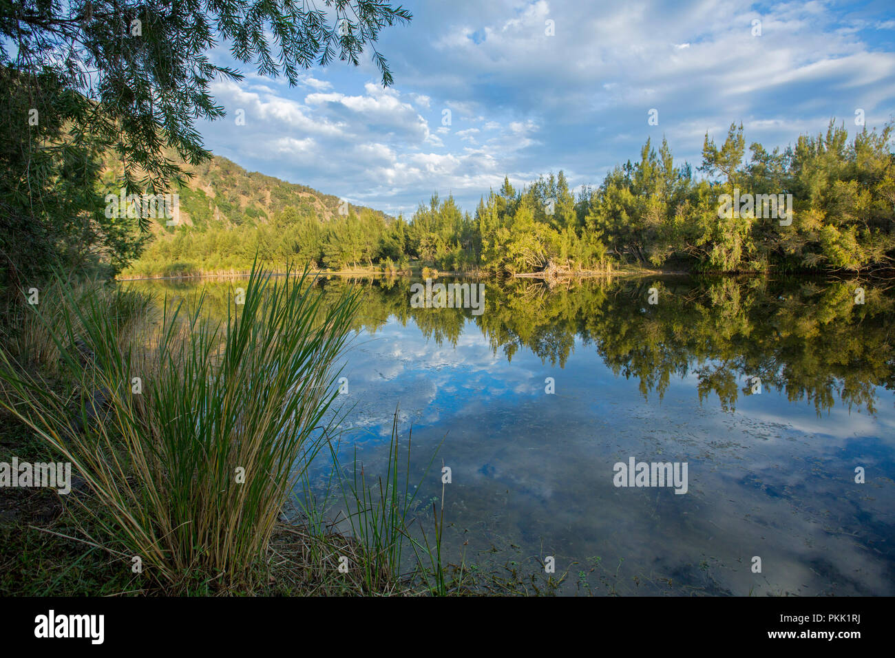 Paesaggio australiano con la foresta e il cielo blu intonacato con nuvole riflettono in perfetta superficie a specchio di Macleay fiume nel NSW Foto Stock