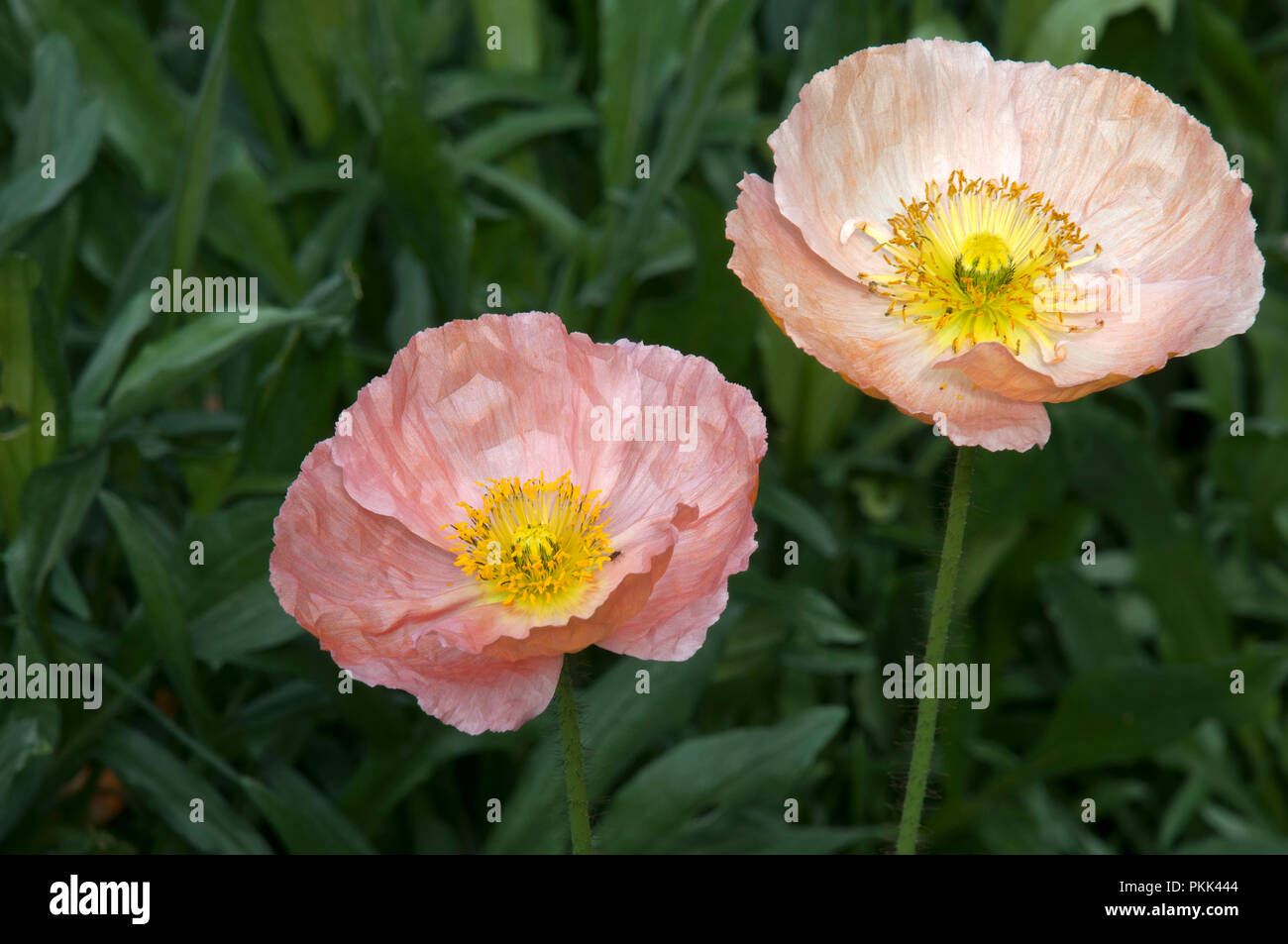 Sydney Australia, pallido rosa papaveri che fluttua nel vento Foto Stock