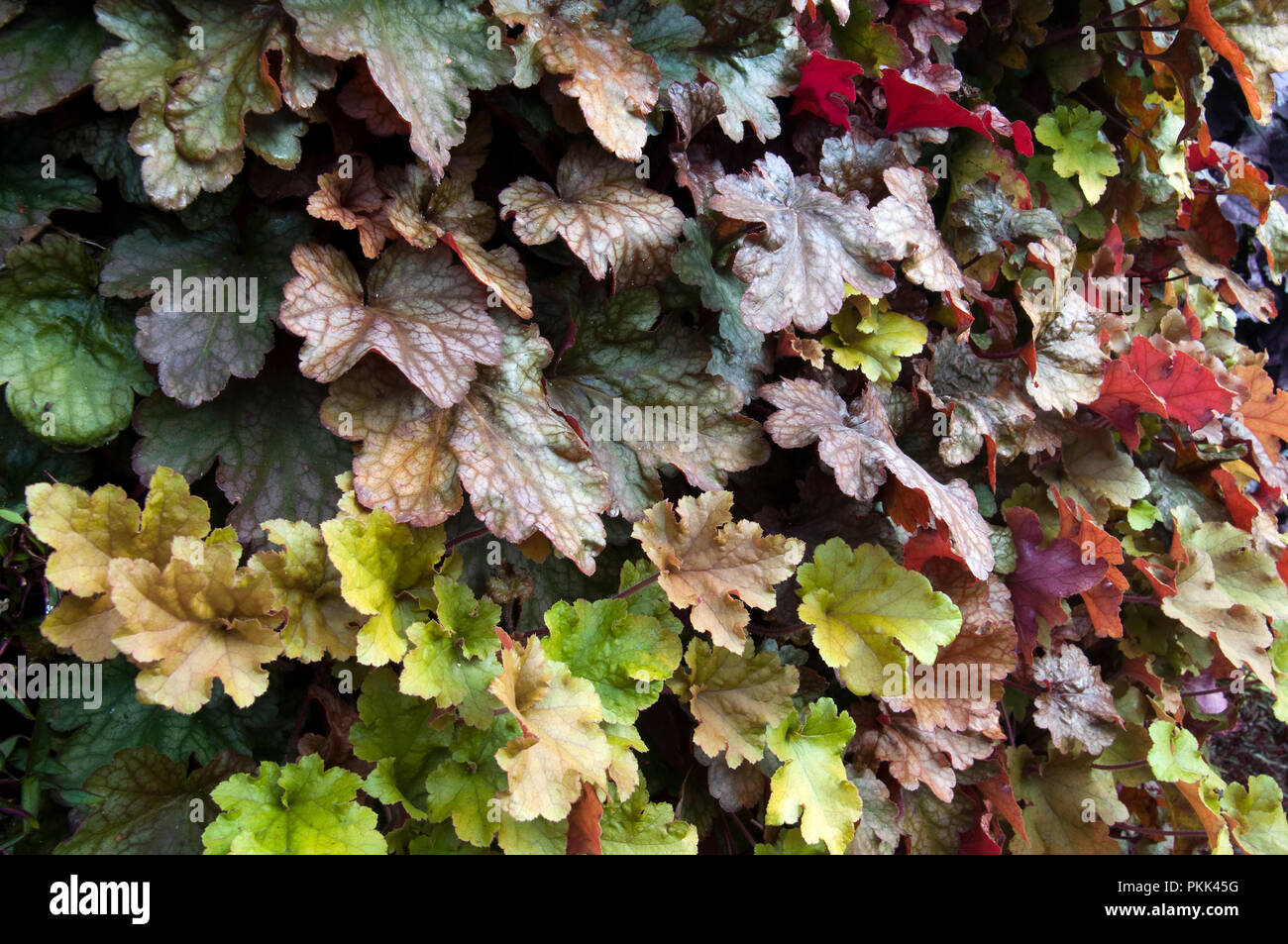 Sydney Australia, colorato heuchera foglie su un muro vegetale in autunno Foto Stock