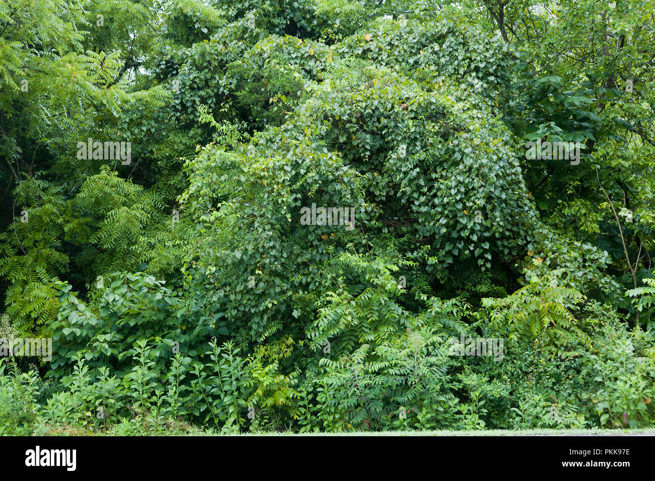 La sabbia di vite albero di copertura, aka honeyvine, bluevine milkweed, arrampicata milkweed, liscio swallow-wort (Cynanchum laeve) - USA Foto Stock