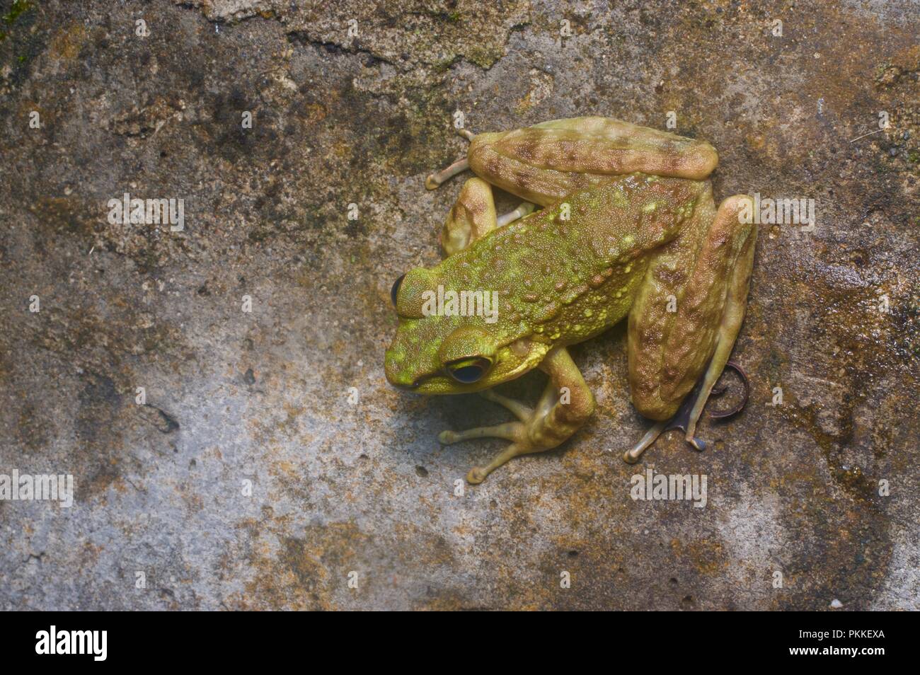 Un torrente montane (Rana Meristogenys kinabaluensis) su un masso umido nel Parco Kinabalu, Sabah, Malaysia orientale, Borneo Foto Stock