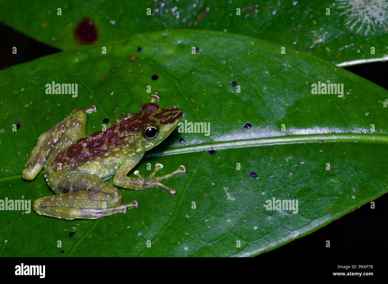 Un verde-spotted piede-contrassegno di rana (tuberilinguis Staurois) su una foglia di notte nel Parco Kinabalu, Sabah, Malaysia orientale, Borneo Foto Stock