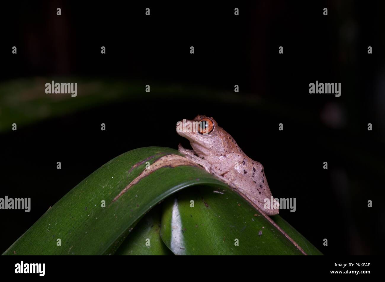 Un Golden-gambe Rana Bush (aurantium Philautus gunungensis) su una foglia di notte nel Parco Kinabalu, Sabah, Malaysia orientale, Borneo Foto Stock