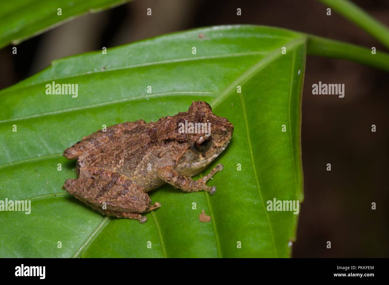 Una nuvola di Bush (Rana Philautus nephophilus) su una foglia di notte nel Parco Kinabalu, Sabah, Malaysia orientale, Borneo Foto Stock