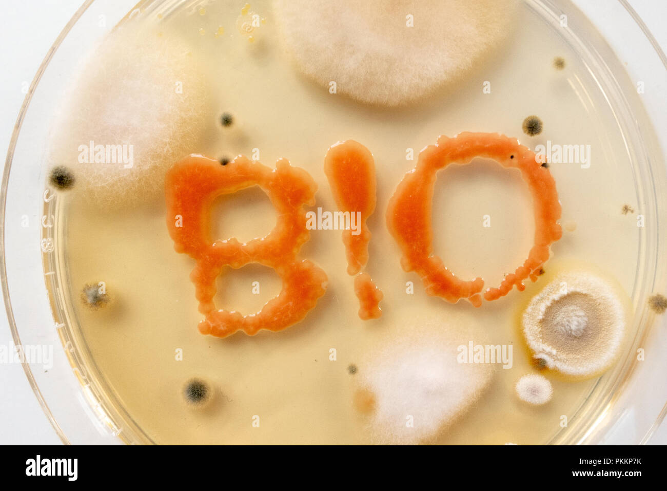 Ext BIO in piastra petri con colonie di batteri e funghi Foto Stock