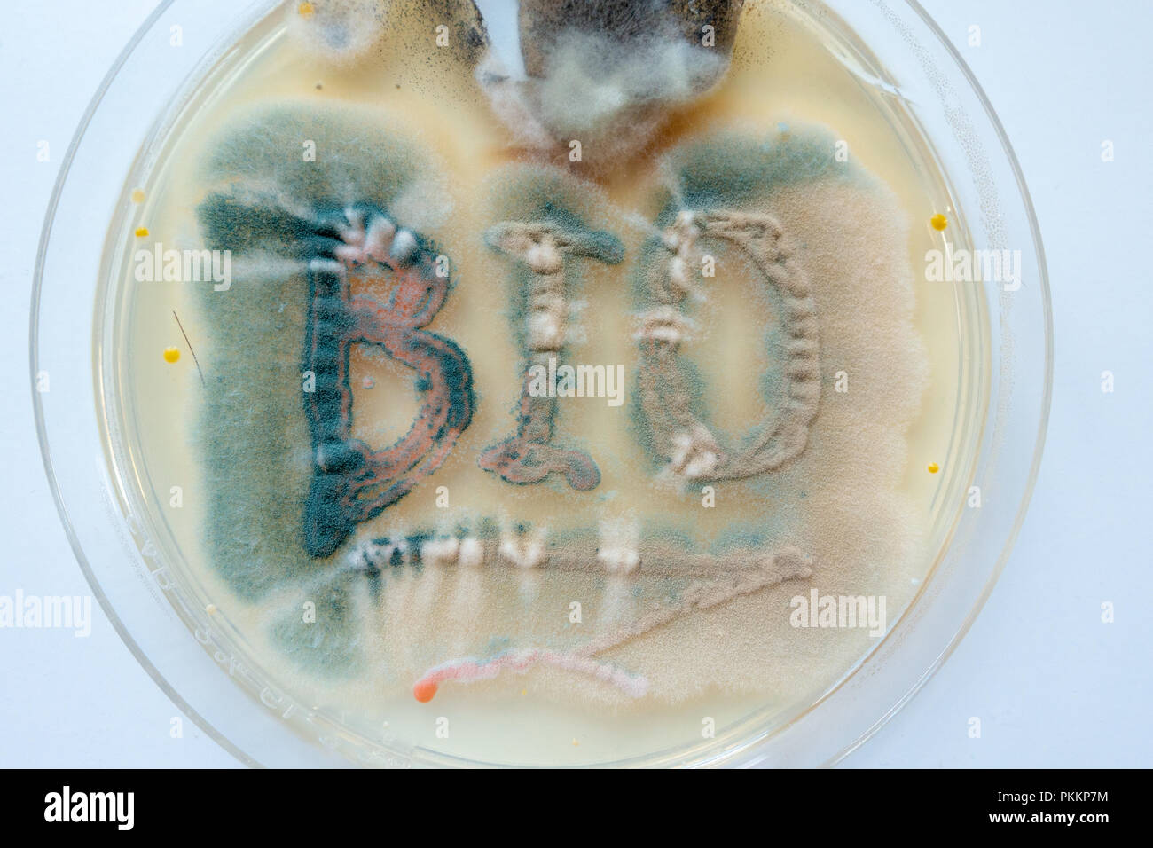 Ext BIO in piastra petri con colonie di batteri e funghi Foto Stock