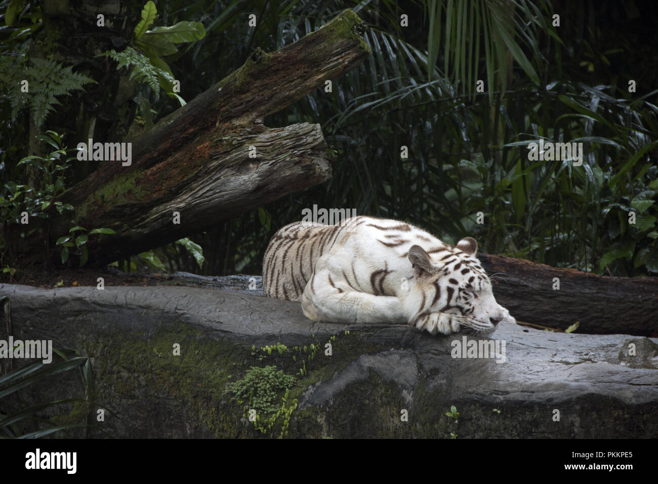 Majestic White Tiger Foto Stock
