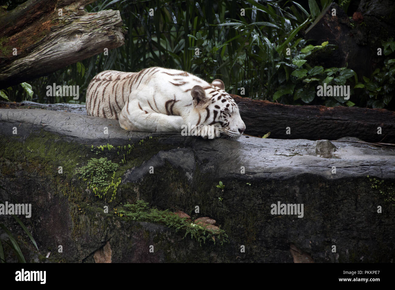 Majestic White Tiger Foto Stock